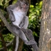 monkey_macaque_balinese_mf_ubud_v_1195_bal4913.jpg